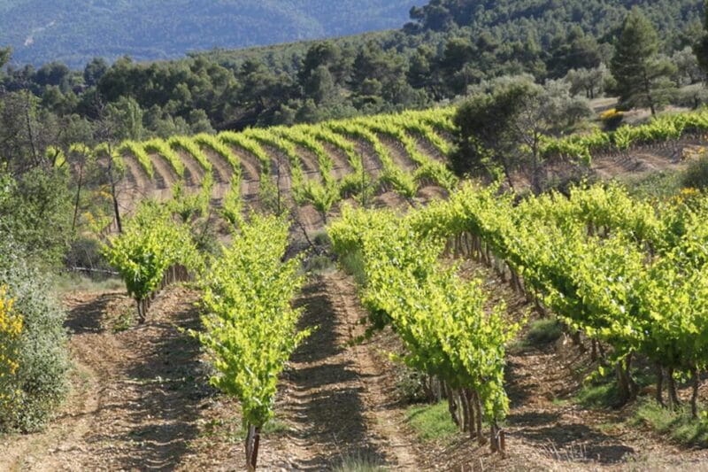 The wines of Provence.... a must to discover ! - Final thoughts: a well-balanced Provençal escape