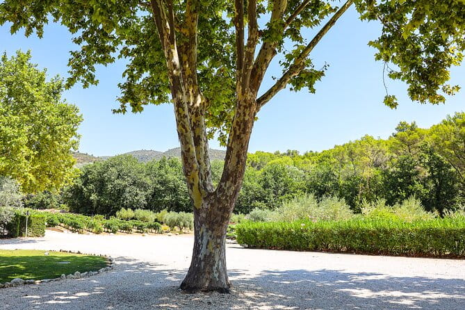 The wines of the Luberon, the Château de Lourmarin & Bastide du Laval olive oil - Tasting the Iconic Luberon Wines at Château la Canorgue