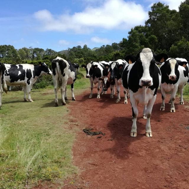 Third Island: Hiking Trail Rocha Do Chambre - Feedback From Previous Guests