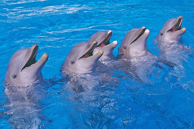 Ticket to Aqualand Tenerife - The Itinerary: What to Expect on Your Day