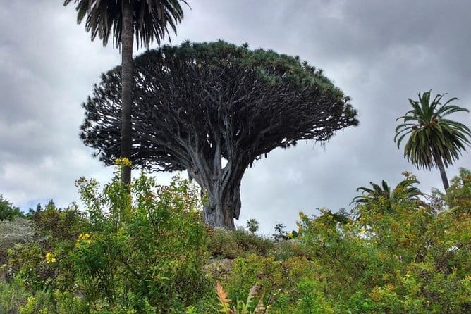 Ticket to Parque del Drago in Tenerife - Who Should Consider This Experience?