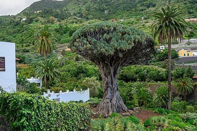 Ticket to Parque del Drago in Tenerife - FAQ – Practical Questions