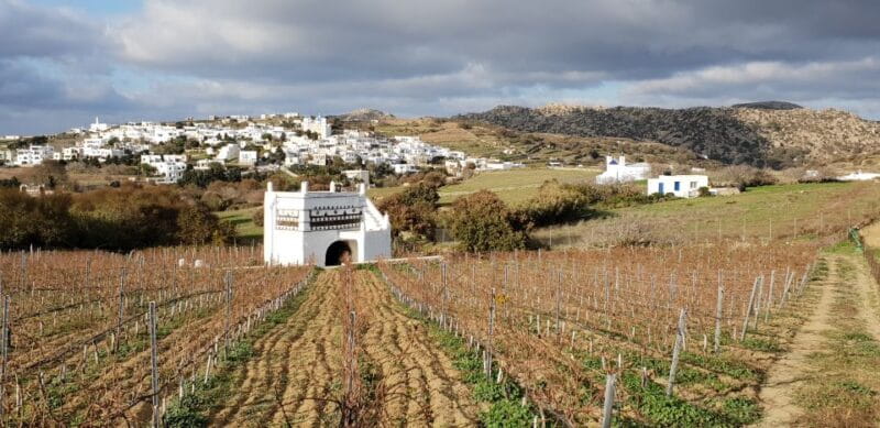 Tinos: Winery Tour and Wine Tasting Paired with Snacks - Who Will Love This Experience?