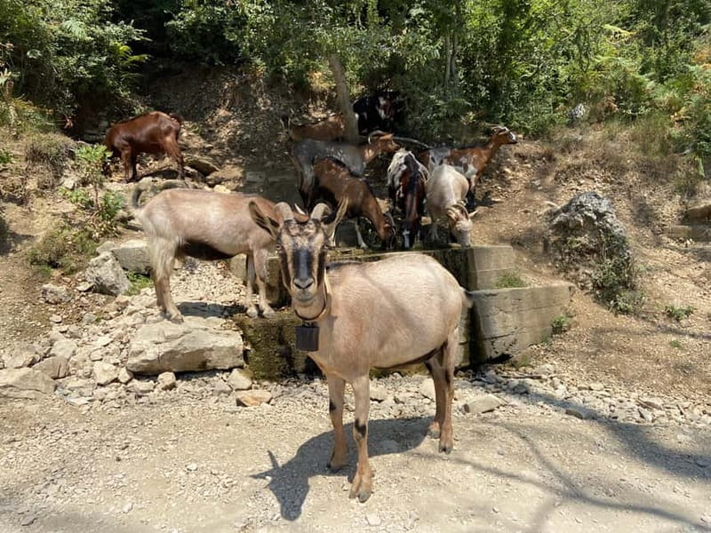 Tirana: Bovilla Lake and Dajti Cable Car - The Sum Up: A Nature-Filled Day in Tirana