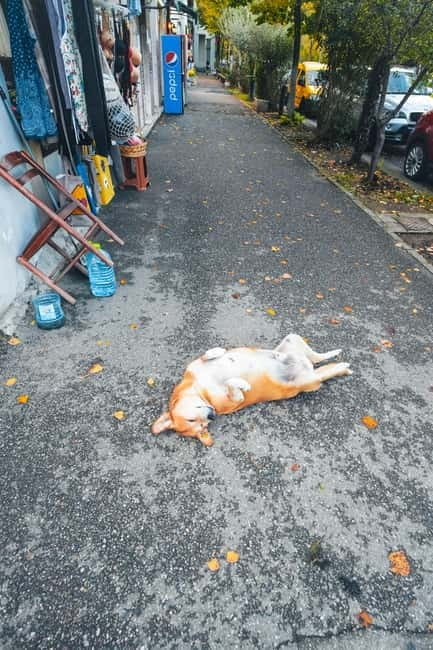 Tirana: City Walking Tour with Personal Photographer - Concluding Thoughts