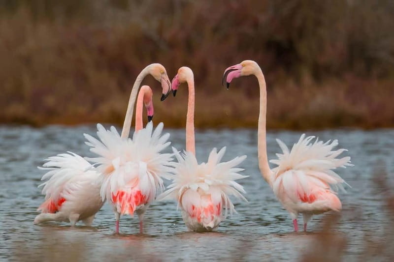 Tirana /Durrës: Divjakë-Karavasta, Berat UNESCO & Belsh Lake - Ending at Belsh Lake – Peace in a Quiet Corner
