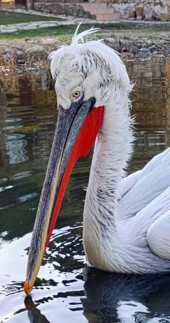 Tirana /Durrës: Divjakë-Karavasta, Berat UNESCO & Belsh Lake - Price and Logistics: Covering Value and Comfort