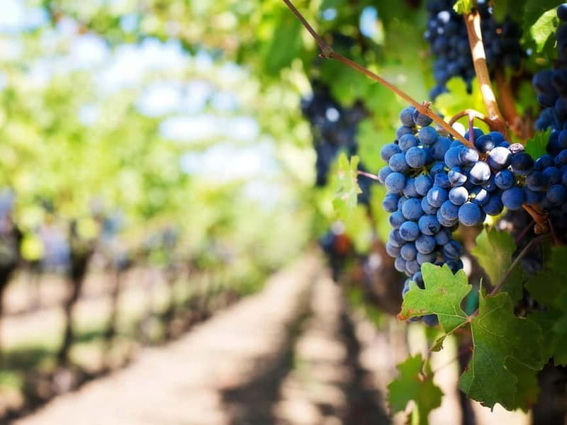 Tirana: Petrela Castle, ATV, Zipline, and Wine Tasting Tour - Price and Value