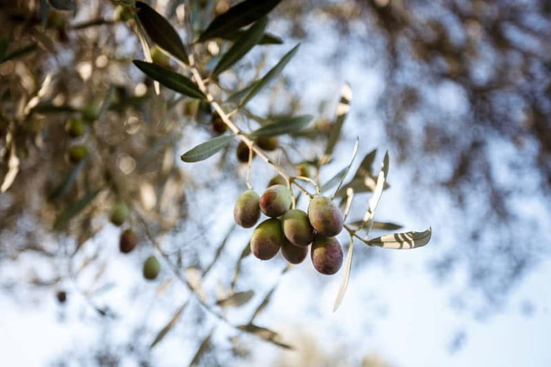 Tivoli: Entrance Ticket to Villa Adriana & App Audioguide - Practical Details: What You Need to Know