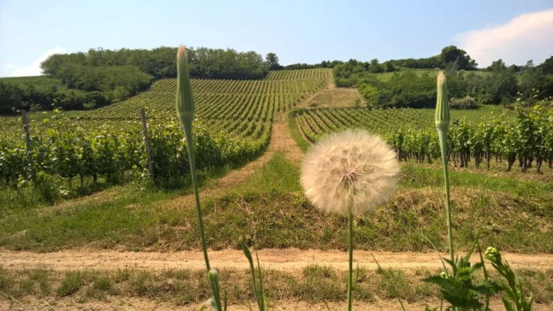 Tokaj: Vineyard Tour & Tasting - Frequently Asked Questions
