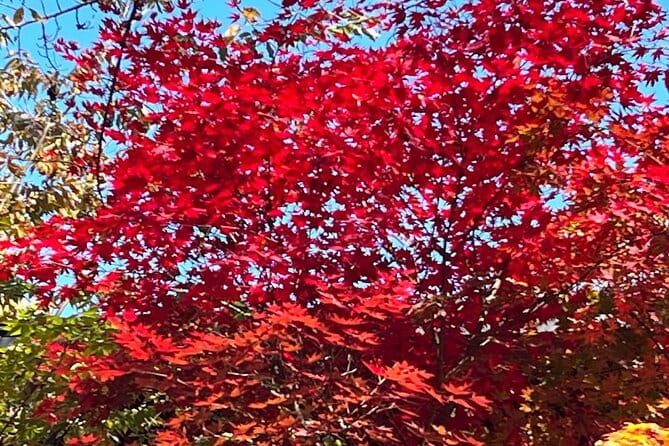 Tokyo Autumn Gardens, Private Walking Tour by Trains, Subways - Key Points
