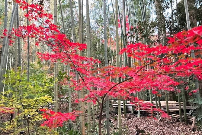 Tokyo Autumn Gardens, Private Walking Tour by Trains, Subways - Highlights of the Tour