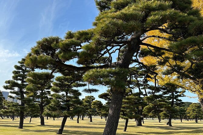 Tokyo Castle & Imperial Palace , Historical Walking Tour - Guest Reviews