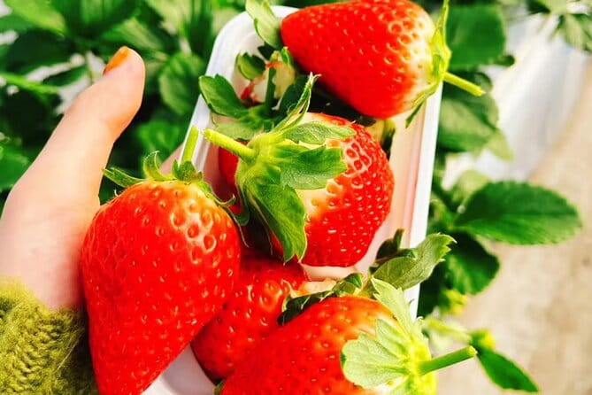 Tokyo Cherry Blossom, Hot Spring, and Strawberry Picking Tour - Key Points