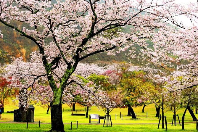 Tokyo Cherry Blossom, Hot Spring, and Strawberry Picking Tour - Itinerary Highlights