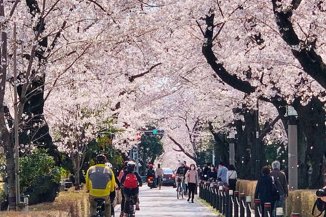 Tokyo Cherry Blossoms Blooming Spots E-Bike Tour, 3hrs - Exploring Cherry Blossom Hotspots