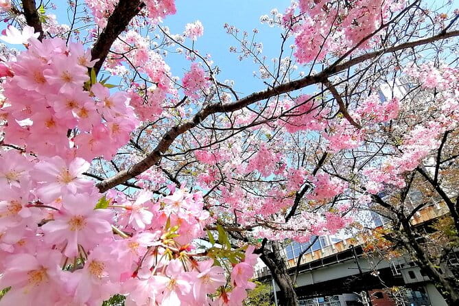 Tokyo Cherry Blossoms Blooming Spots E-Bike Tour, 3hrs - Customer Feedback and Experiences