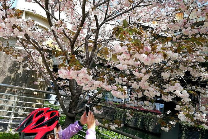 Tokyo Cherry Blossoms Blooming Spots E-Bike Tour, 3hrs - Preparing for Your Cherry Blossom Tour