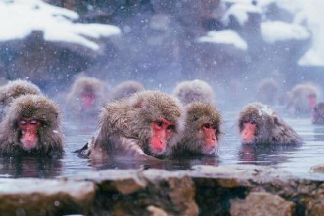 Tokyo Day Trip to Snow Monkeys and Zenkoji - Key Points