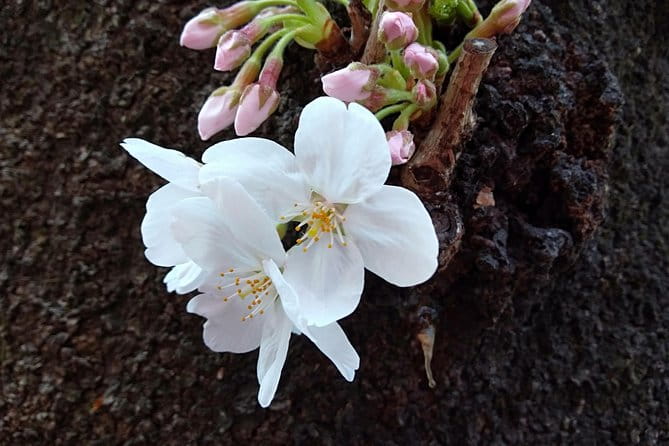 Tokyo Half Day Private Tour / Customization & Hotel Gathering OK! - Cancellation Policy