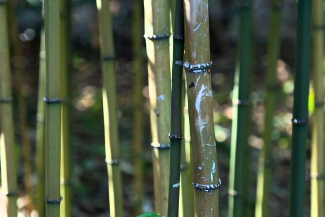 Tokyo: Imperial Palace Shogun Historical Walking Tour - Customer Feedback and Notable Guides