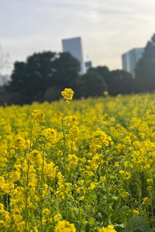 Tokyo : Japanese Garden Guided Walking Tour in Hama Rikyu - Experience and Inclusions