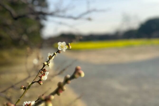 Tokyo: Japanese Garden Walking Tour With Tea and Sweets - Meeting and End Points