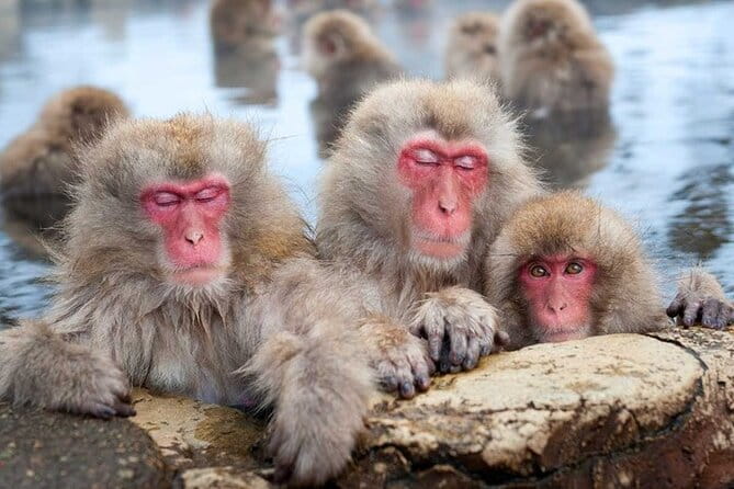 Tokyo Nagano Snow Monkey Park and Zenkoji Temple With Guide - Jigokudani Snow Monkey Park