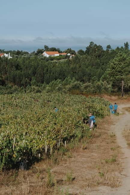 Tomar: Wine Picnic for Two - What To Expect: A Step-by-Step Guide