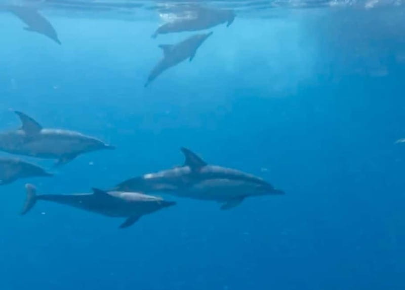 Torremolinos/Benalmadena: Private Boat Tour - FAQ