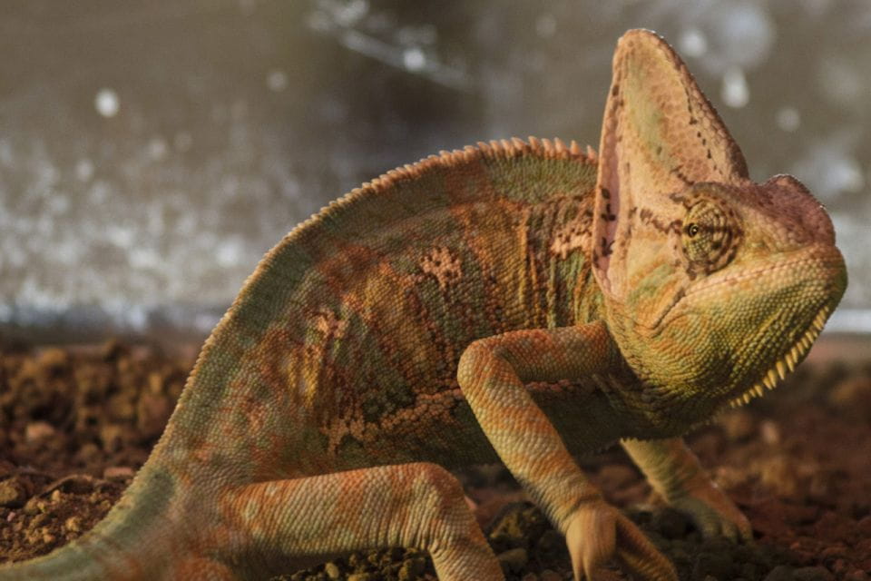 Torremolinos: Crocodile Park Entrance Ticket - Ticket Pricing Details