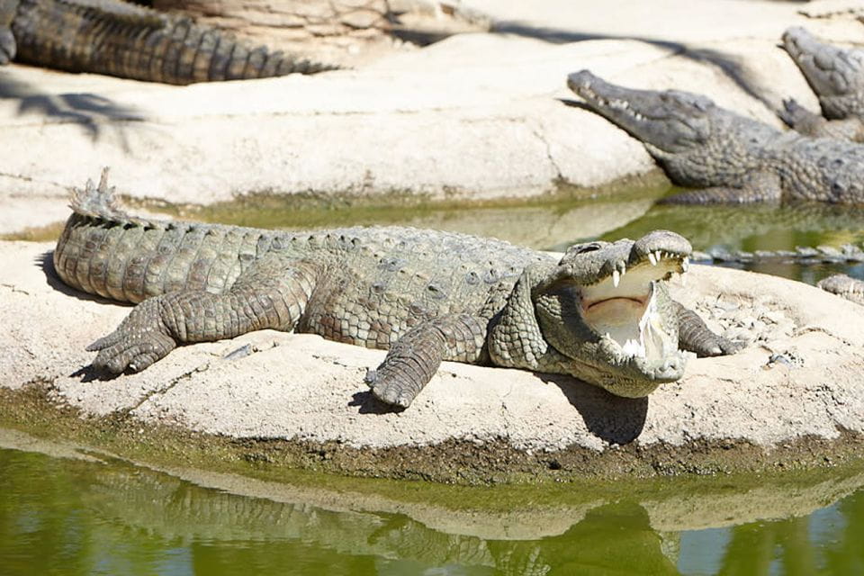 Torremolinos: Crocodile Park Entrance Ticket - Accessibility Features