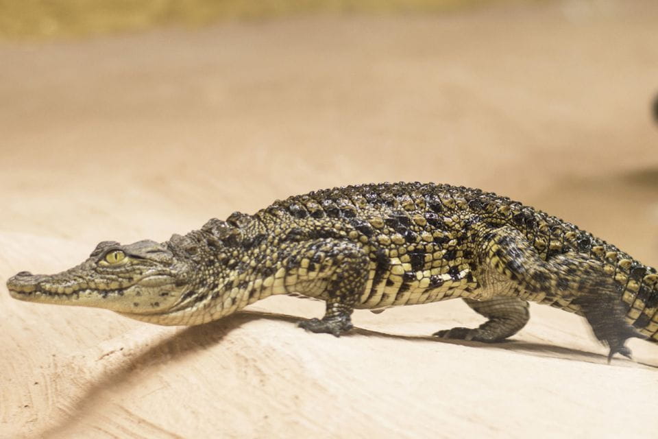 Torremolinos: Crocodile Park Entrance Ticket - Opening Hours