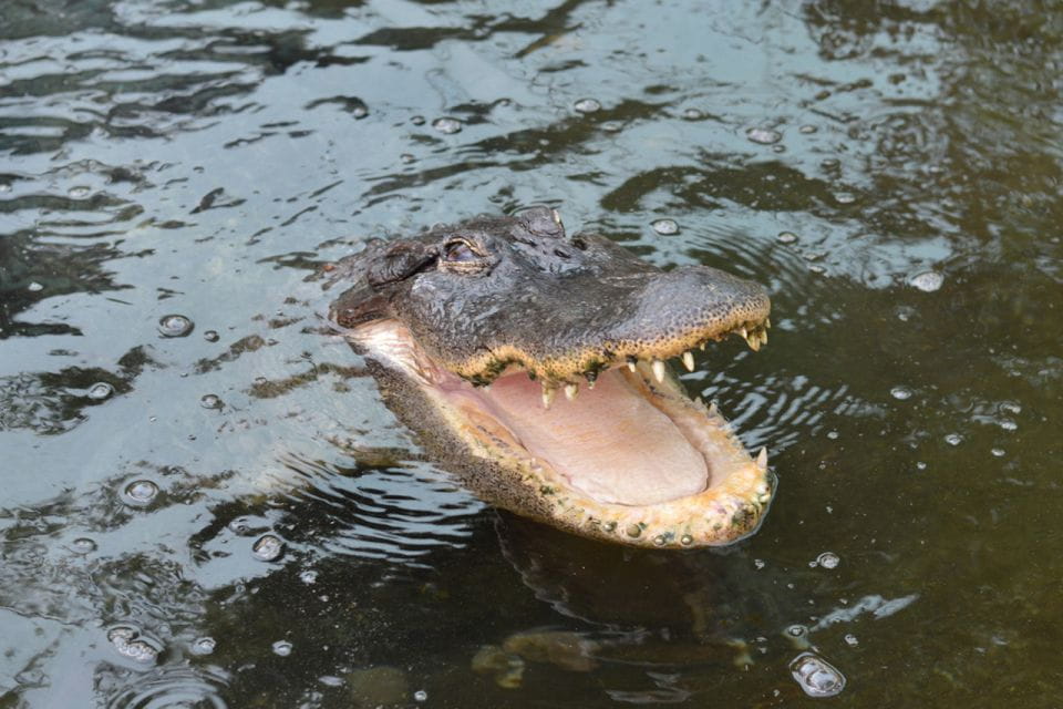 Torremolinos: Crocodile Park Entrance Ticket - Visitor Experience