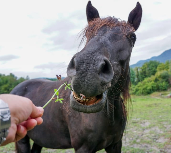 Torremolinos: Guided tour to stables of El Ranchito - Who Should Skip This?
