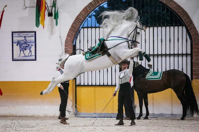 Torremolinos: Spanish horse show and flamenco with dinner option - The Horse Show: Classical Dressage with Flamenco Highlights