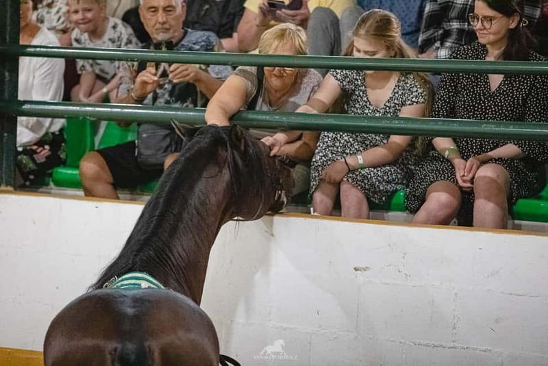 Torremolinos: Spanish horse show and flamenco with dinner option - The Flamenco Finale: Passionate and Authentic