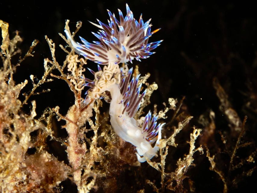 Tossa De Mar: Mar Menuda Dive Trip for Certified Divers - Dive Site Exploration