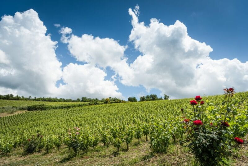 Total Immersion Wine Tour in Chianti - FAQ