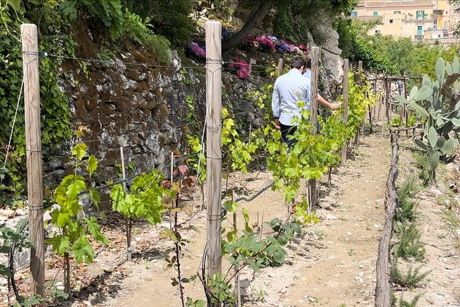Tour in the heady scents of our garden in Ragusa - Key points / Takeaways