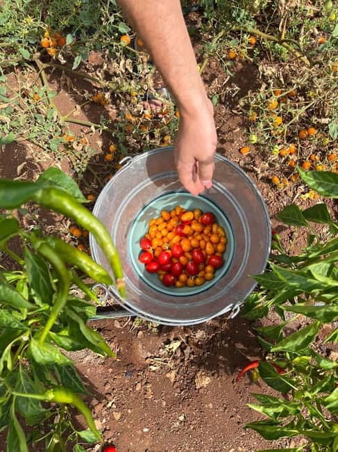 Tour of Apulian farms and local producers - Key Points / Takeaways