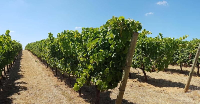 Tour of Évora: Unesco World Heritage Site - FAQ