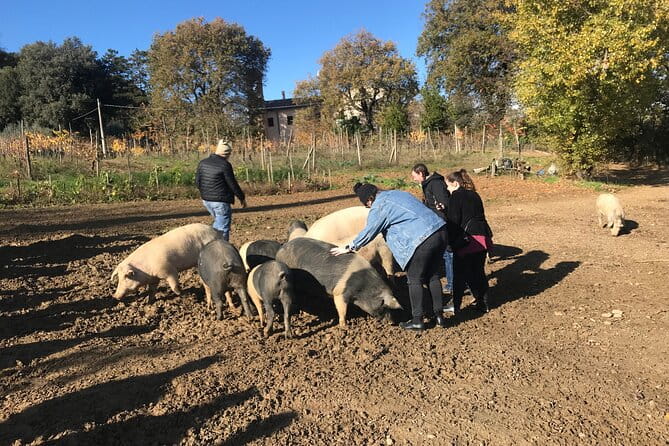 Tour of the Alpacas and the pigs of Cinta Senese in Montepulciano - Exploring Tuscany’s Countryside Through Authentic Encounters