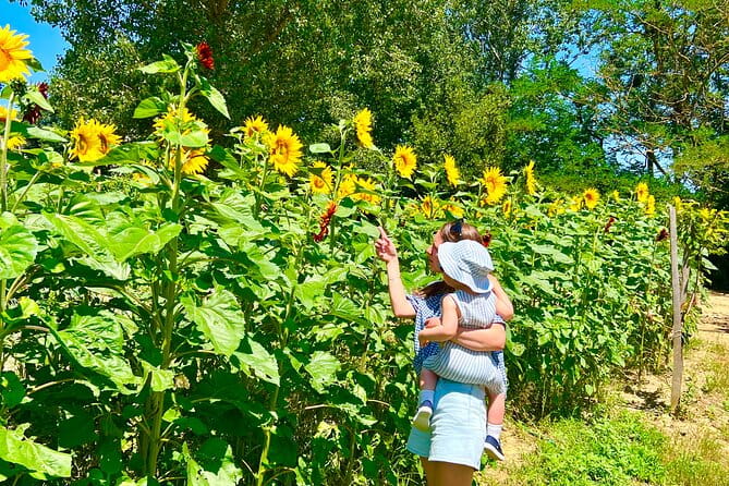 Tour of the Alpacas and the pigs of Cinta Senese in Montepulciano - Who Will Love This Tour?