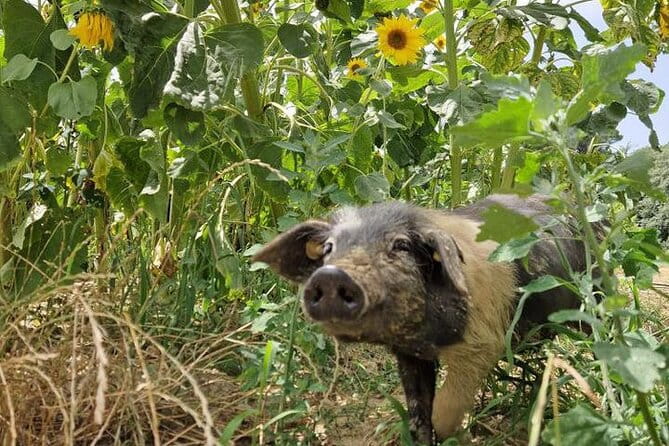 Tour of the Alpacas and the pigs of Cinta Senese in Montepulciano - Final Thoughts