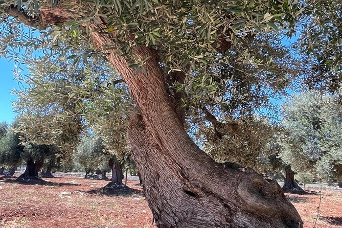 Tour of the oil mill with tasting - Inside the Oil Mill: How It’s Made