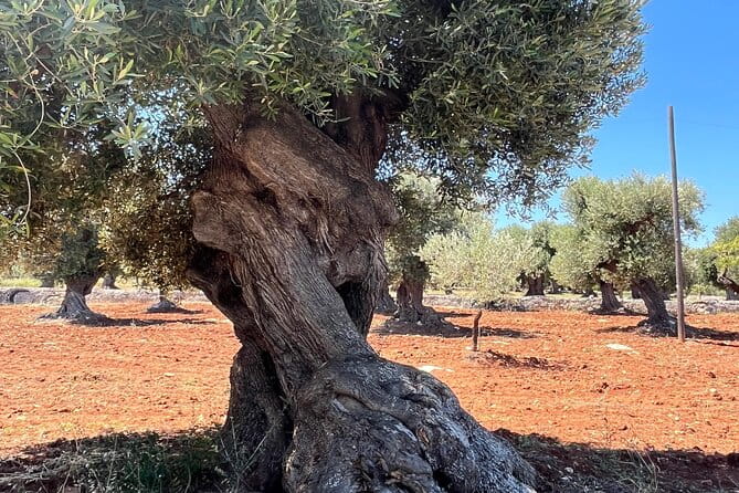 Tour of the oil mill with tasting - Final Thoughts