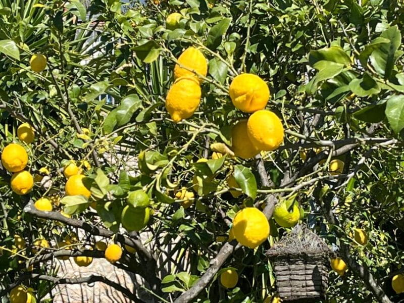 Tour : Positano Sorrento Pompeii Ruins whit Driver - Final Thoughts