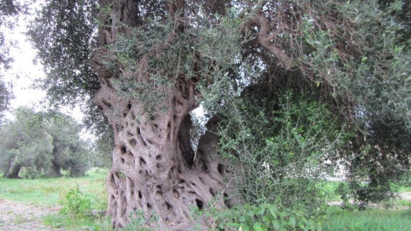 Tour Su Nuraxi Barumini from Cagliari - FAQ