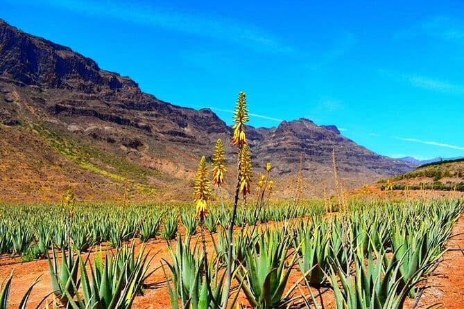 Tour to Arucas, Teror, Aloe Vera farm - Highlights - Key points / Takeaways